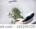 Hand holding a shower head watering green houseplants in a bathtub, water droplets splashing, with a white tub and light background visible 142245720