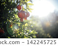 Pomegranate fruits hanging from branches in a sunlit garden, surrounded by lush green leaves and soft sunlight creating a warm atmosphere 142245725