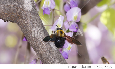Kimnekuma bee sucking nectar of wisteria flowers Kimnekuma bee sucking nectar of wisteria flowers 142245809