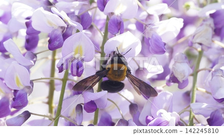 Kimnekuma bee sucking nectar of wisteria flowers Kimnekuma bee sucking nectar of wisteria flowers 142245810