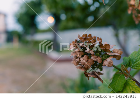 Beautiful dried hydrangea flowers with a delicate texture and brown color. Beautiful dried hydrangea flowers with a delicate texture and brown color. 142245915