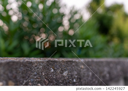 The texture of weathered concrete walls against a backdrop of green vegetation. The texture of weathered concrete walls against a backdrop of green vegetation. 142245927