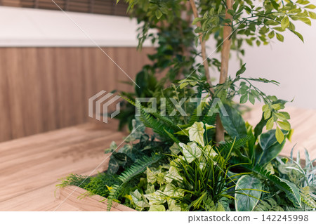 Interior design that makes use of light wood grain and foliage plants Interior design that makes use of light wood grain and foliage plants 142245998