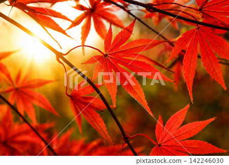 Red Japanese Maple Leaves in Warm Autumn Sunlight Red Japanese Maple Leaves in Warm Autumn Sunlight 142246030