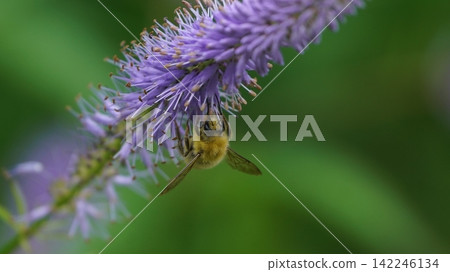 A male of the white-tailed bee sucking nectar honey A male of the white-tailed bee sucking nectar honey 142246134