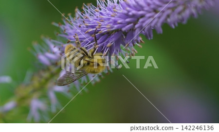 A male of the white-tailed bee sucking nectar honey A male of the white-tailed bee sucking nectar honey 142246136