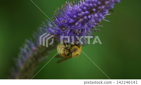 A male of the white-tailed bee sucking nectar honey A male of the white-tailed bee sucking nectar honey 142246141