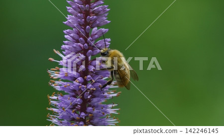 A male of the white-tailed bee sucking nectar honey A male of the white-tailed bee sucking nectar honey 142246145