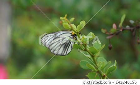 A mountain white butterfly resting on a barberry leaf. A mountain white butterfly resting on a barberry leaf. 142246156