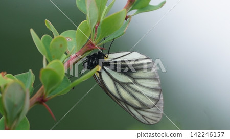 A mountain white butterfly resting on a barberry leaf. A mountain white butterfly resting on a barberry leaf. 142246157
