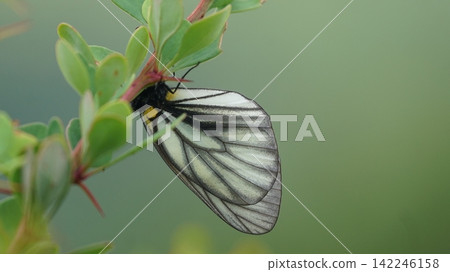 A mountain white butterfly resting on a barberry leaf. A mountain white butterfly resting on a barberry leaf. 142246158