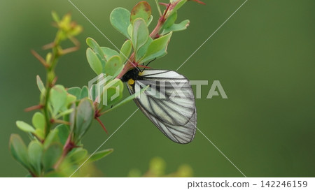 A mountain white butterfly resting on a barberry leaf. A mountain white butterfly resting on a barberry leaf. 142246159