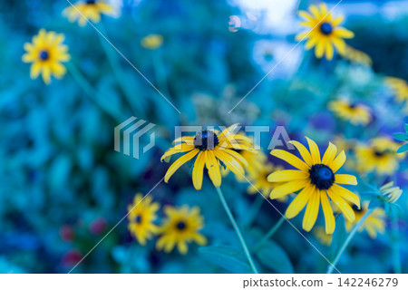 Yellow rudbeckia flowers blooming against a blue sunset Yellow rudbeckia flowers blooming against a blue sunset 142246279
