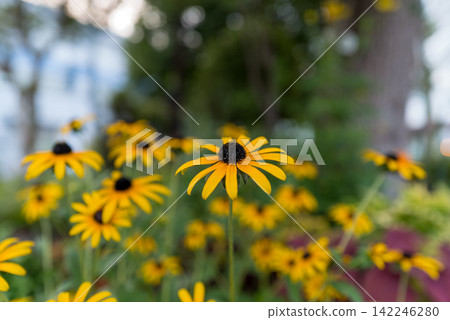 Yellow Rudbeckia background image with copy space. 142246280