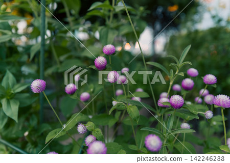 A field of globe amaranth flowers in full bloom with a bokeh background. A field of globe amaranth flowers in full bloom with a bokeh background. 142246288