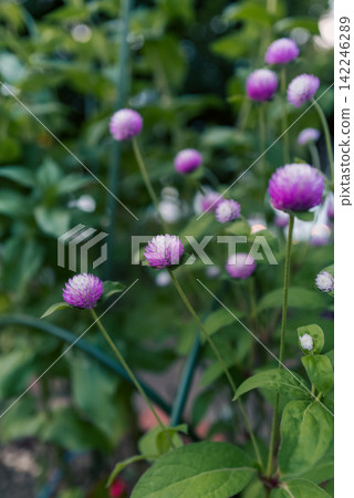 A field of globe amaranth flowers in full bloom with a bokeh background. A field of globe amaranth flowers in full bloom with a bokeh background. 142246289