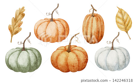 Pumpkin watercolor illustration set with orange, green and white autumn gourds isolated on background. Harvest fall clipart collection for Thanksgiving, farm, food and seasonal designs. Pumpkin watercolor illustration set with orange, green and white autumn gourds isolated on background. Harvest fall clipart collection for Thanksgiving, farm, food and seasonal designs. 142246318