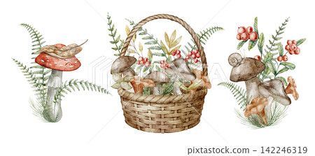 Mushroom basket watercolor illustration set with forest fungi, berries, fern and woodland plants isolated on background. Autumn foraging clipart collection with boletus in wicker basket for harvest. Mushroom basket watercolor illustration set with forest fungi, berries, fern and woodland plants isolated on background. Autumn foraging clipart collection with boletus in wicker basket for harvest. 142246319