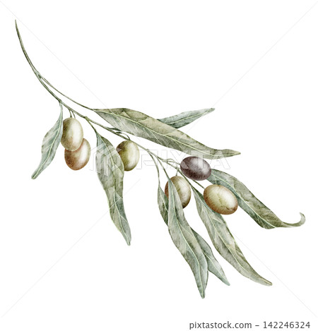 Olive branch watercolor illustration with green leaves and ripe olives isolated on background. Mediterranean botanical clipart for olive oil, harvest, cooking, kitchen, food and natural decor. Olive branch watercolor illustration with green leaves and ripe olives isolated on background. Mediterranean botanical clipart for olive oil, harvest, cooking, kitchen, food and natural decor. 142246324