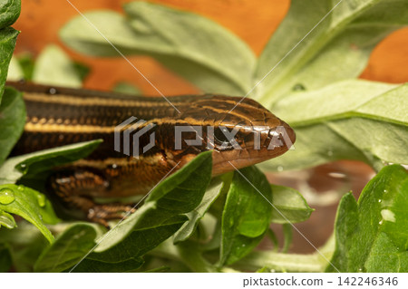 Japanese lizard Japanese lizard 142246346