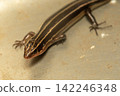 Japanese lizard Japanese lizard 142246348