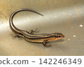 Japanese lizard Japanese lizard 142246349