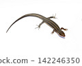 Japanese lizard Japanese lizard 142246350