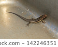 Japanese lizard Japanese lizard 142246351