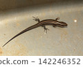 Japanese lizard Japanese lizard 142246352