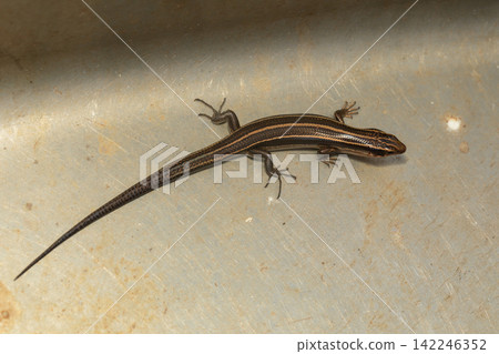 Japanese lizard Japanese lizard 142246352