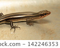 Japanese lizard Japanese lizard 142246353