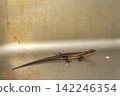 Japanese lizard Japanese lizard 142246354