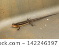 Japanese lizard Japanese lizard 142246397