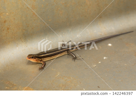 Japanese lizard Japanese lizard 142246397