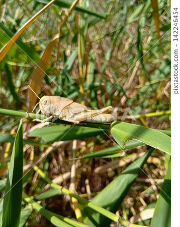 Migratory locust (white individual) Migratory locust (white individual) 142246454