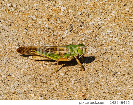 Migratory locust (white individual) Migratory locust (white individual) 142246455