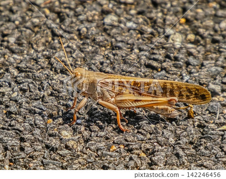 Migratory locust (white individual) Migratory locust (white individual) 142246456