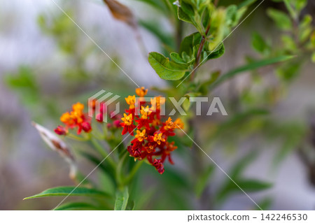 鮮豔的紅色和橙色馬利筋花朵,映襯著綠色的散景背景。 鮮豔的紅色和橙色馬利筋花朵,映襯著綠色的散景背景。 142246530