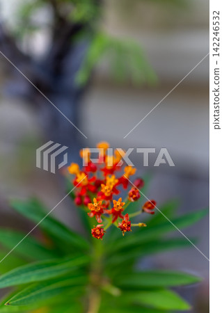 鮮豔的紅色和橙色馬利筋花朵,映襯著綠色的散景背景。 鮮豔的紅色和橙色馬利筋花朵,映襯著綠色的散景背景。 142246532