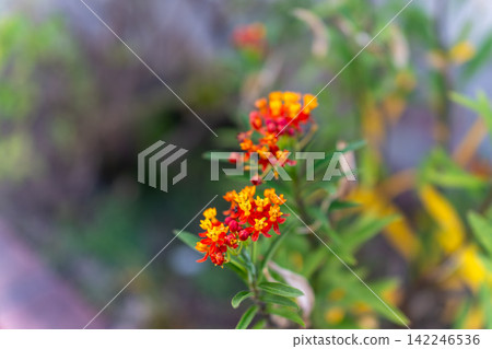 鮮豔的紅色和橙色馬利筋花朵,映襯著綠色的散景背景。 鮮豔的紅色和橙色馬利筋花朵,映襯著綠色的散景背景。 142246536