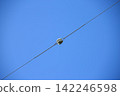 Branch line and ball insulator 142246598