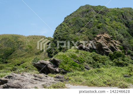 神奈川縣三浦市城島懸崖邊生長的夏日野草。 神奈川縣三浦市城島懸崖邊生長的夏日野草。 142246628