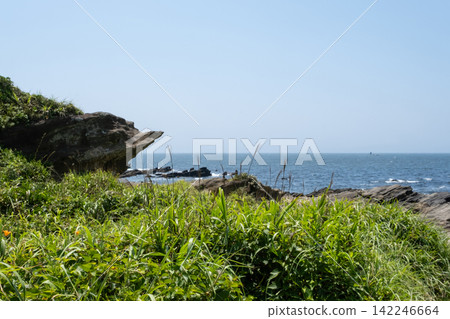 神奈川縣三浦市城島海岸的夏季草地和岩石海岸景色。 142246664
