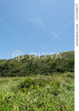 Summer grass growing on the cliff slopes of Jogashima Island in Miura City, Kanagawa Prefecture. Summer grass growing on the cliff slopes of Jogashima Island in Miura City, Kanagawa Prefecture. 142246673