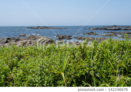 Summer grasses and rocky shore scenery on the coast of Jogashima, Miura City, Kanagawa Prefecture. Summer grasses and rocky shore scenery on the coast of Jogashima, Miura City, Kanagawa Prefecture. 142246676