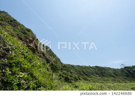 神奈川縣三浦市城島懸崖邊生長的夏日野草。 神奈川縣三浦市城島懸崖邊生長的夏日野草。 142246686