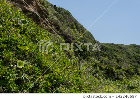 Summer grass growing on the cliff slopes of Jogashima Island in Miura City, Kanagawa Prefecture. Summer grass growing on the cliff slopes of Jogashima Island in Miura City, Kanagawa Prefecture. 142246687
