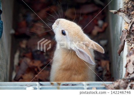 Rabbit of Okunojima Rabbit of Okunojima 142246746