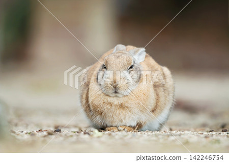 Rabbit of Okunojima Rabbit of Okunojima 142246754