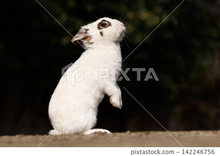 Rabbit of Okunojima Rabbit of Okunojima 142246756
